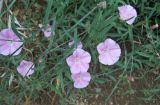 Convolvulus cantabrica. Побеги с цветками и бутонами. Крым, окрестности Ялты. 26 мая 2012 г.