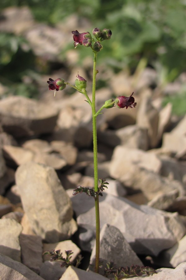 Image of Scrophularia exilis specimen.