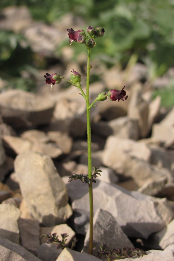 Изображение особи Scrophularia exilis.