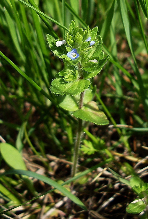 Image of Veronica arvensis specimen.
