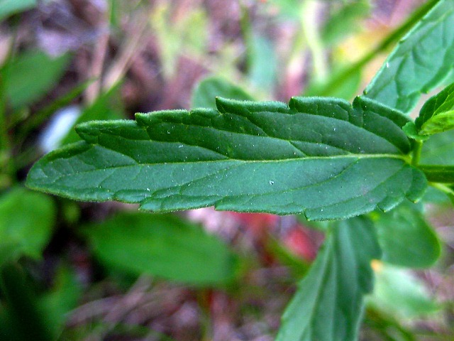Image of Scutellaria galericulata specimen.
