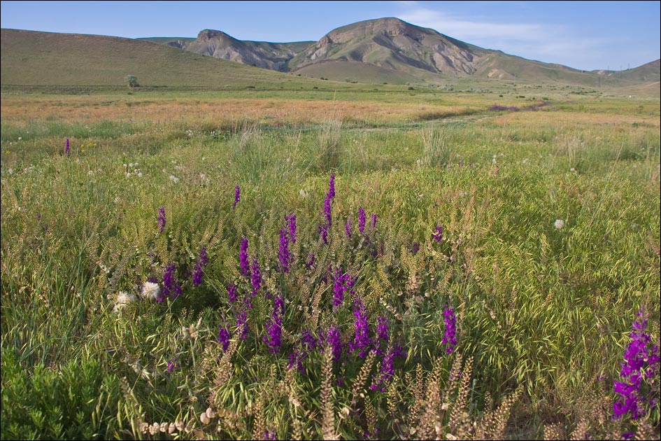 Изображение особи Delphinium hispanicum.