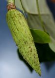 Liriodendron tulipifera