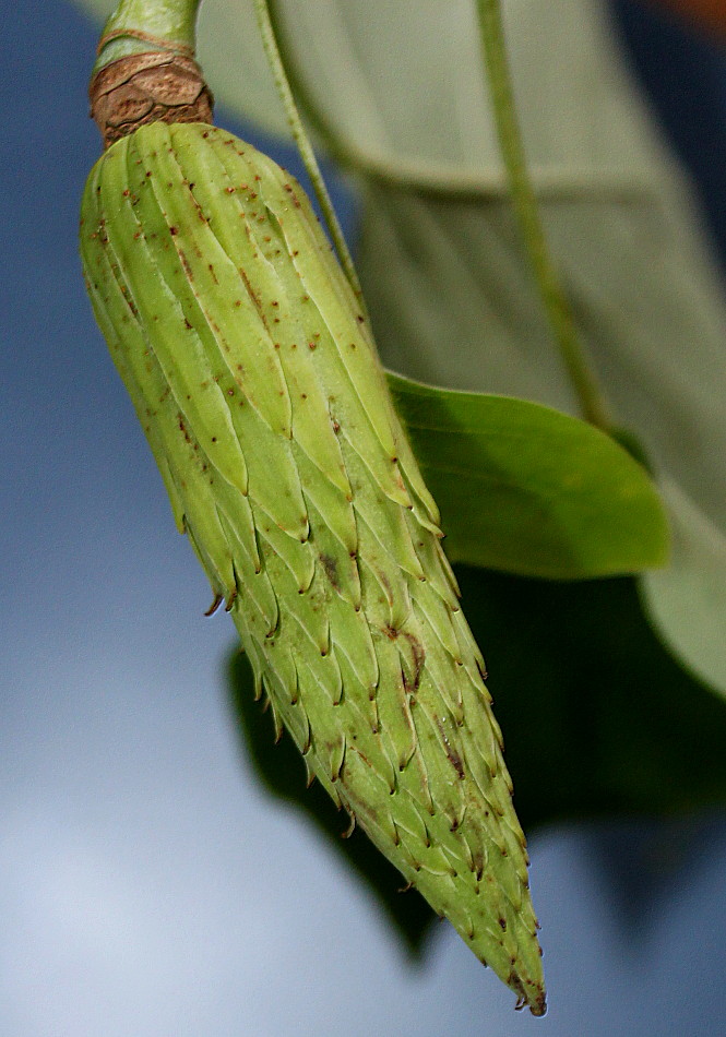 Изображение особи Liriodendron tulipifera.