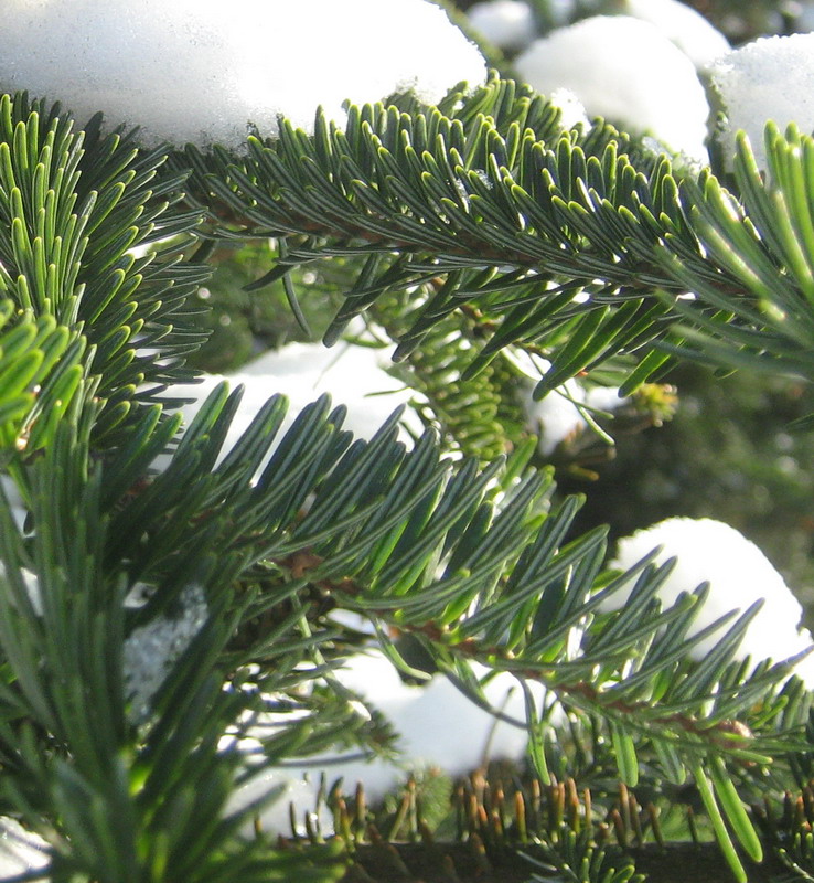 Image of genus Abies specimen.
