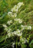 Galium mollugo