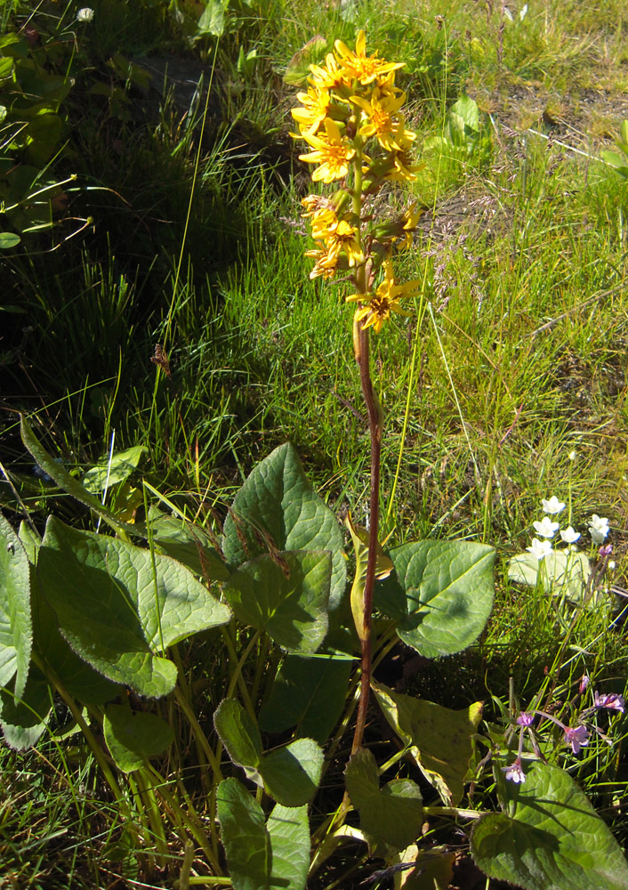 Image of Ligularia subsagittata specimen.