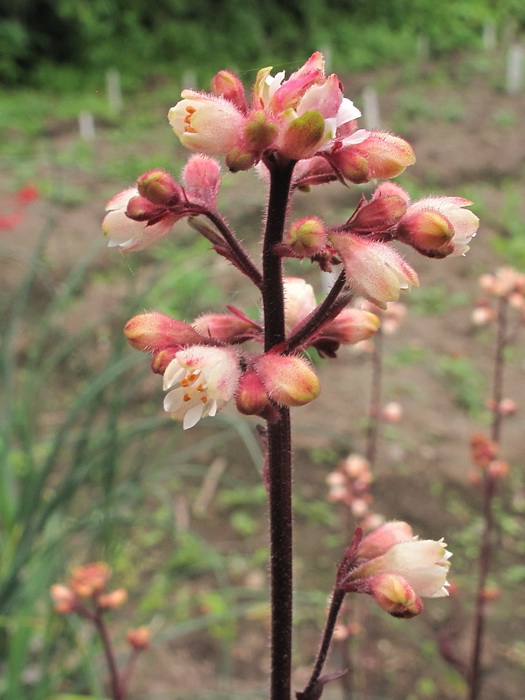 Image of Heuchera &times; hybrida specimen.