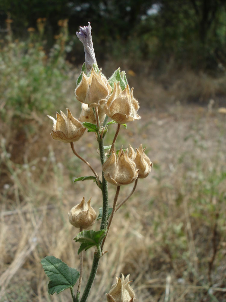 Image of Malva thuringiaca specimen.