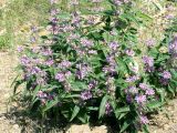 Phlomis regelii