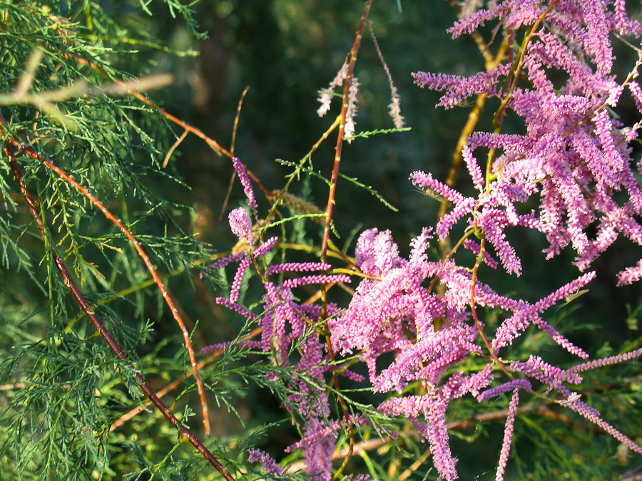 Изображение особи Tamarix ramosissima.