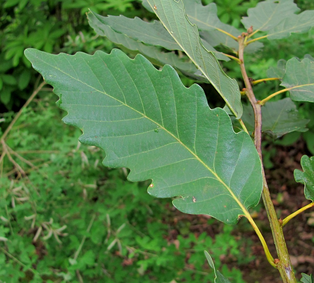 Изображение особи Quercus iberica.