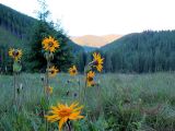 Arnica montana