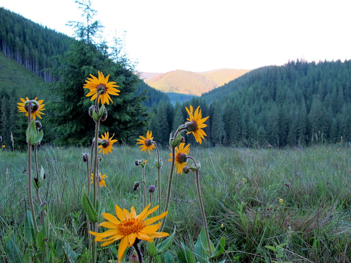 Изображение особи Arnica montana.