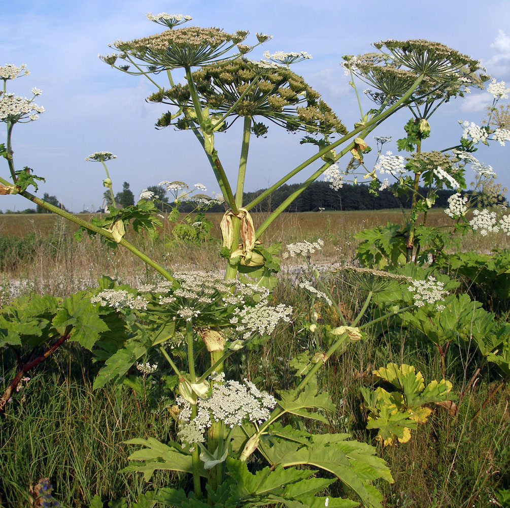 Изображение особи Heracleum mantegazzianum.