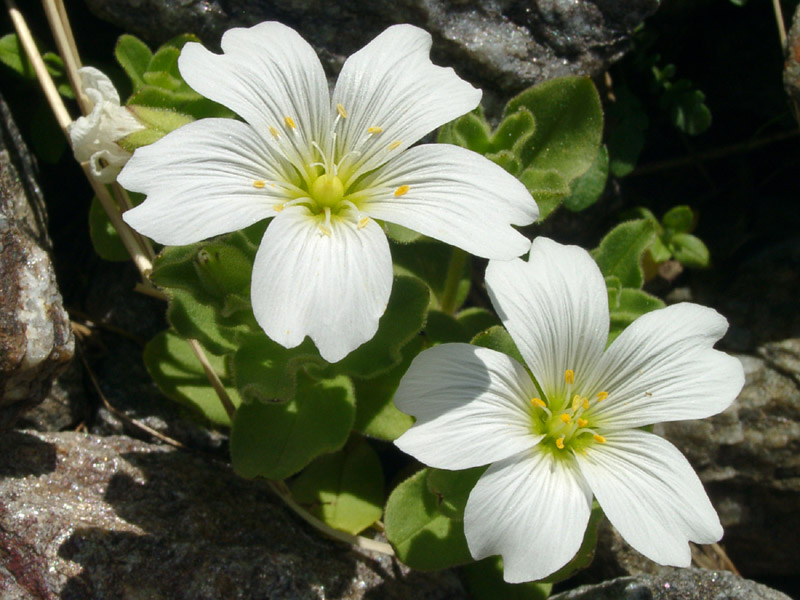 Image of Cerastium undulatifolium specimen.
