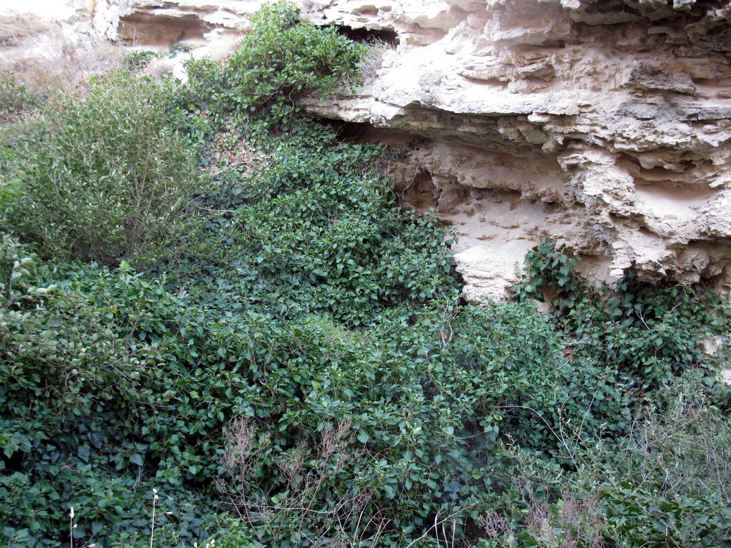 Image of Hedera helix specimen.