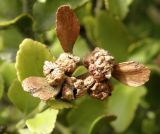 Phyllocladus alpinus