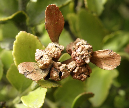 Image of Phyllocladus alpinus specimen.