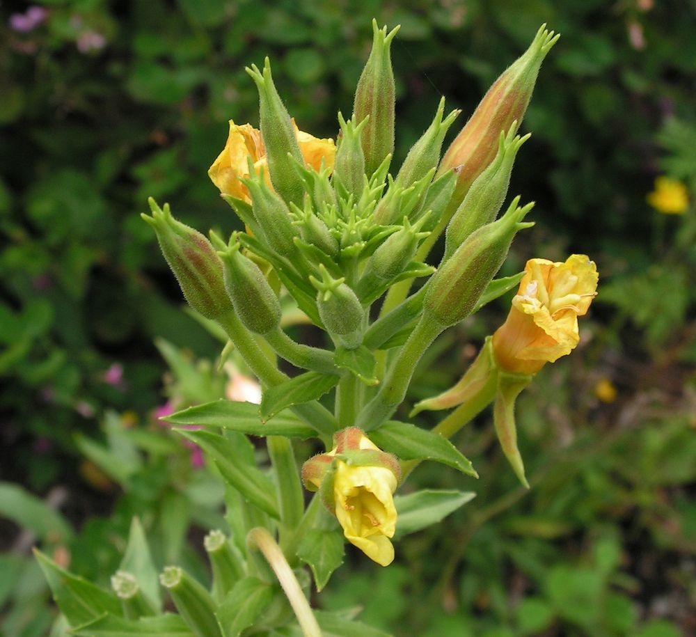 Image of genus Oenothera specimen.