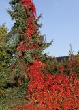 Parthenocissus quinquefolia. Растение, поднимающееся по сербской ели (Picea omorica). Германия, г. Кемпен, в частном саду. 19.10.2012.