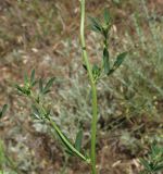 Trigonella procumbens. Побеги. Крым, Джанкойский р-н, степные склоны пересыхающего озера западнее пос. Мелководное. 22.05.2012.