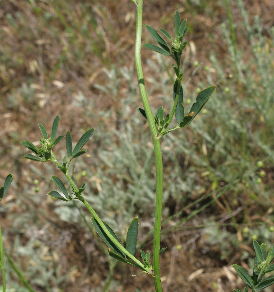 Изображение особи Trigonella procumbens.