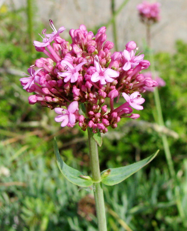 Image of Centranthus ruber specimen.