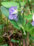 Viola ruppii