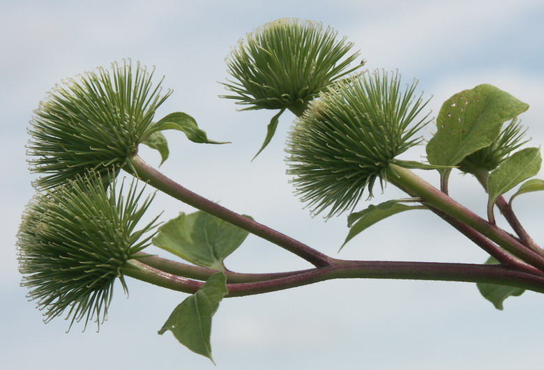 Изображение особи Arctium lappa.