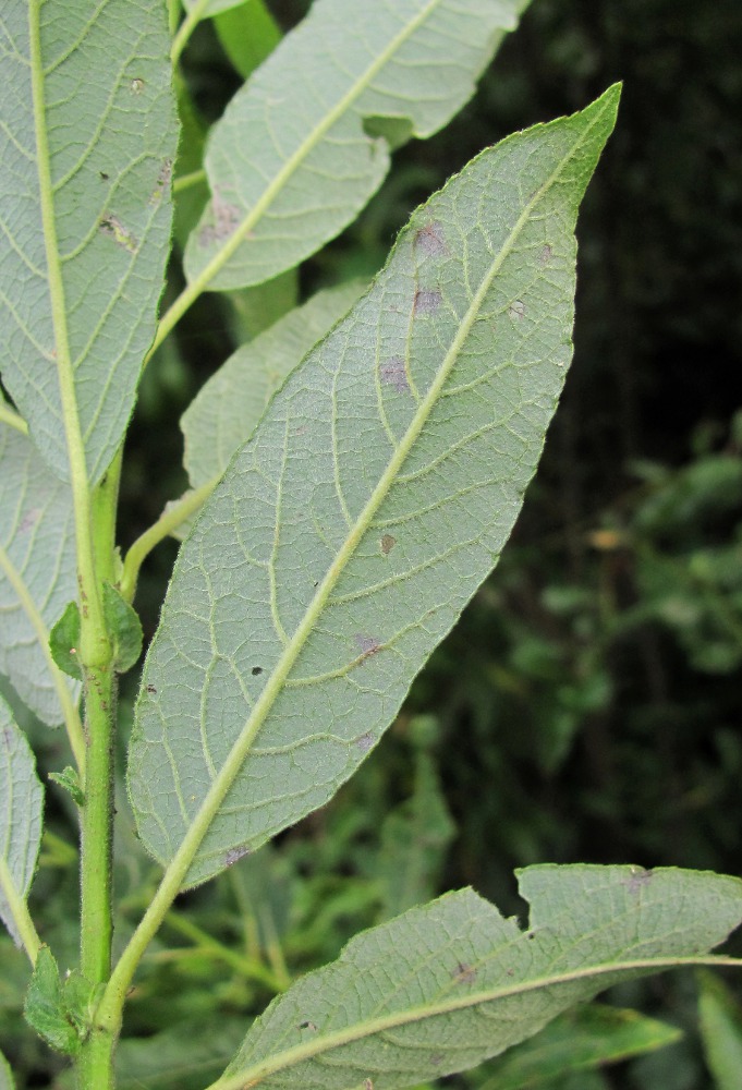 Image of genus Salix specimen.