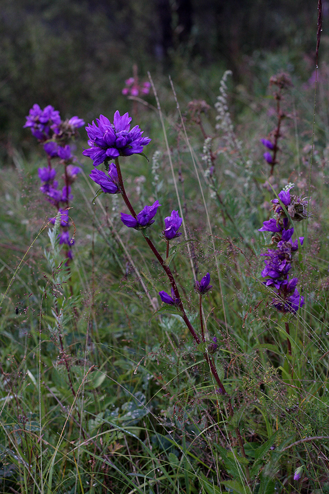 Image of Campanula glomerata specimen.