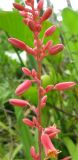 Hesperaloe parviflora. Часть соцветия. Израиль, г. Беэр-Шева, городское озеленение. Июнь 2011 г.