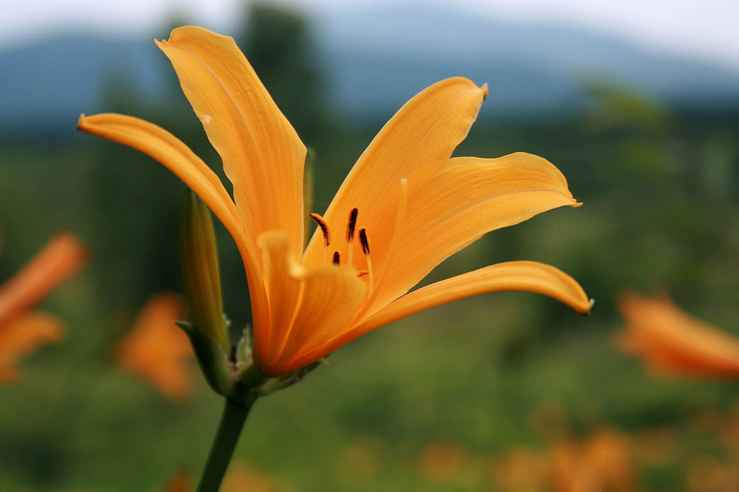 Image of Hemerocallis esculenta specimen.