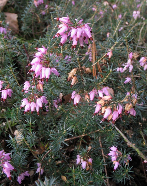 Image of Erica carnea specimen.