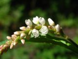 Persicaria lapathifolia