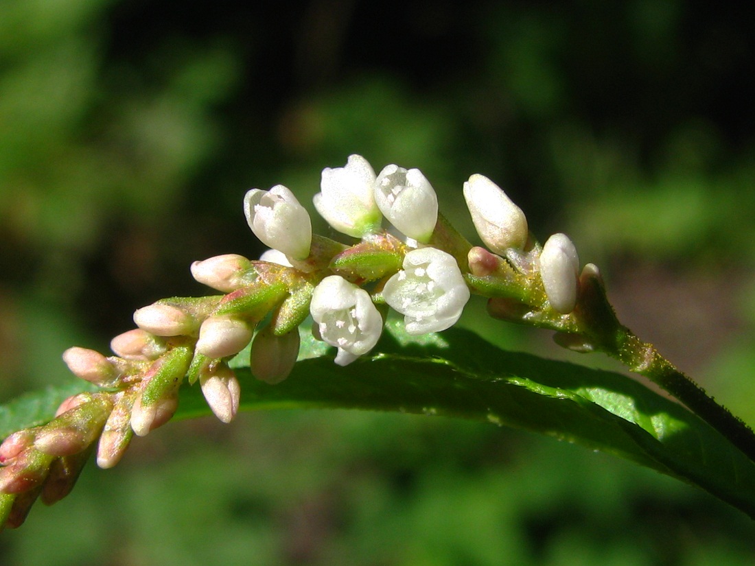 Image of Persicaria lapathifolia specimen.