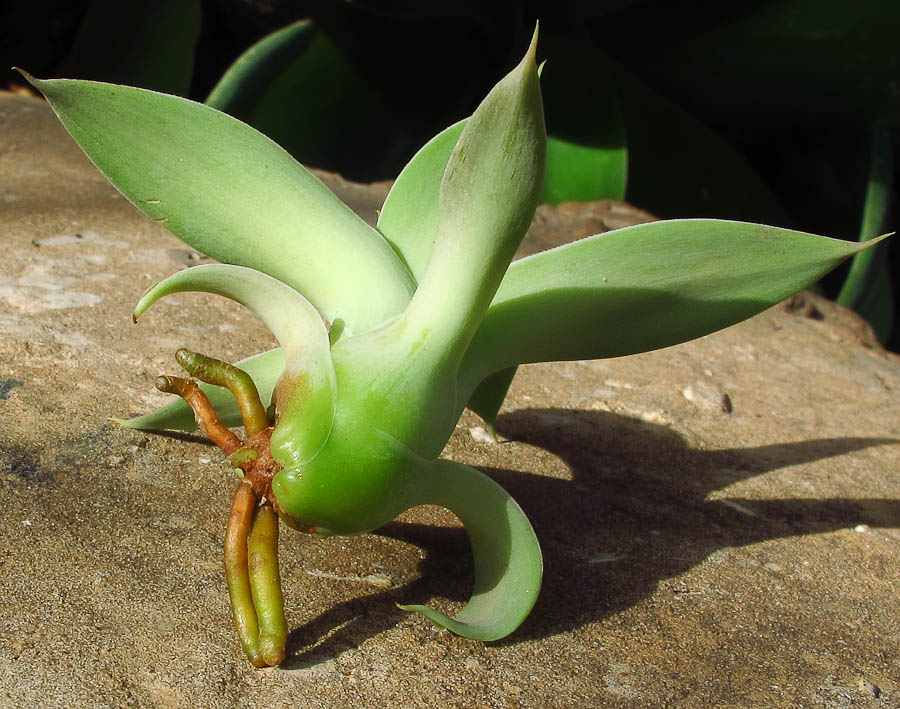 Изображение особи Agave attenuata.