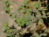 Majorana syriaca