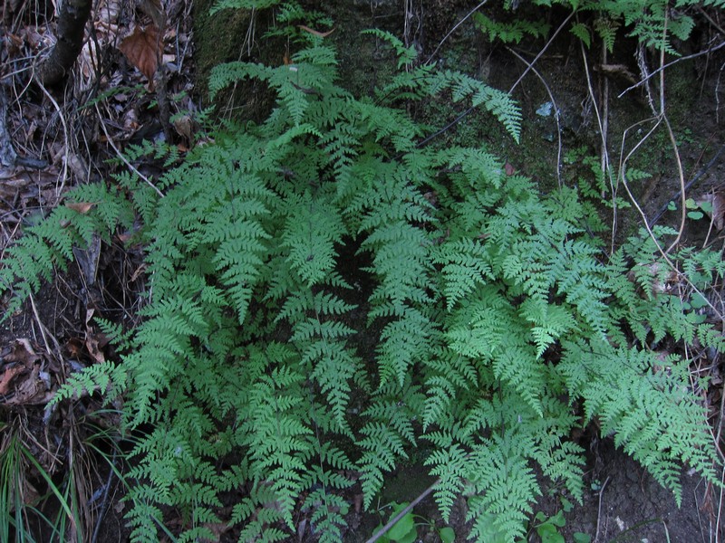 Image of Aleuritopteris kuhnii specimen.