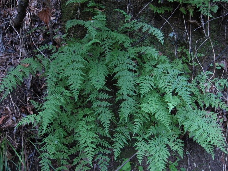 Изображение особи Aleuritopteris kuhnii.