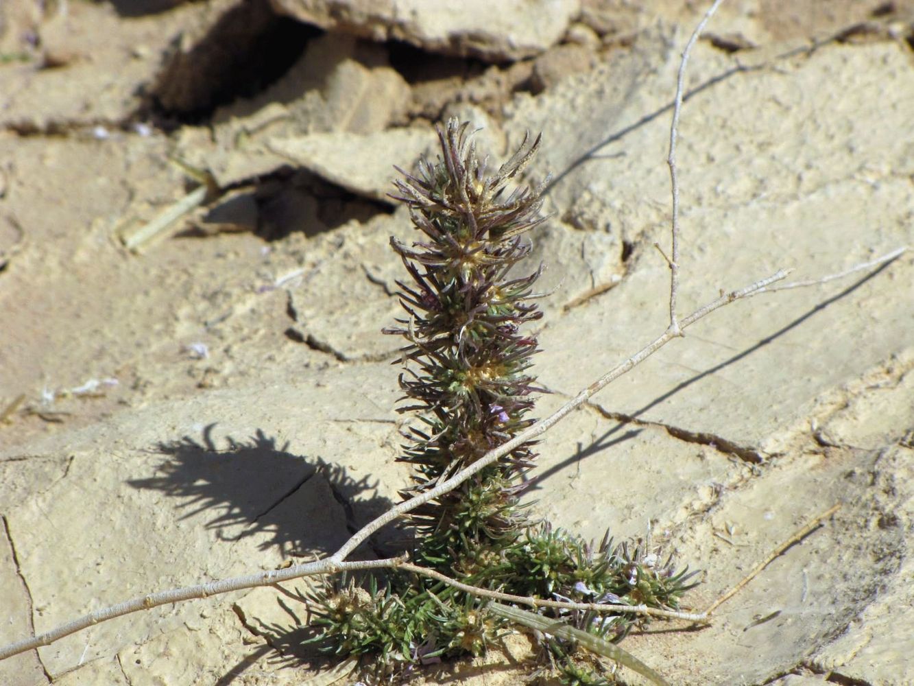 Image of Ifloga spicata specimen.