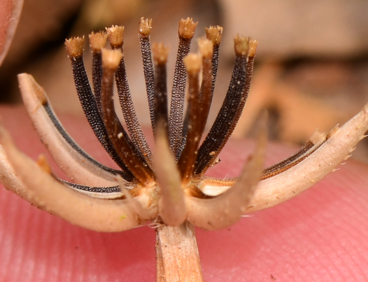 Image of Hedypnois rhagadioloides specimen.