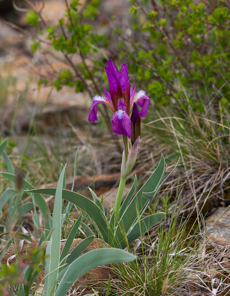 Изображение особи Iris glaucescens.