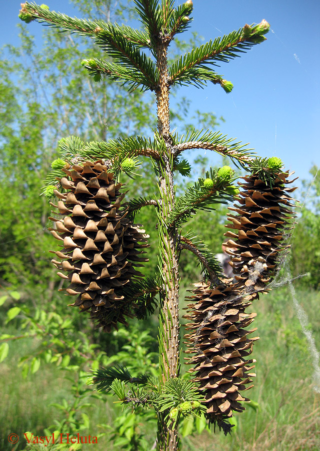 Image of Picea abies specimen.