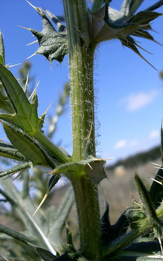 Image of Cirsium serrulatum specimen.