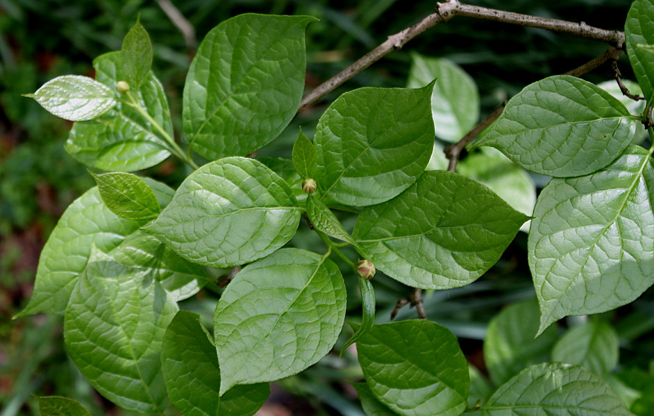 Изображение особи Calycanthus chinensis.