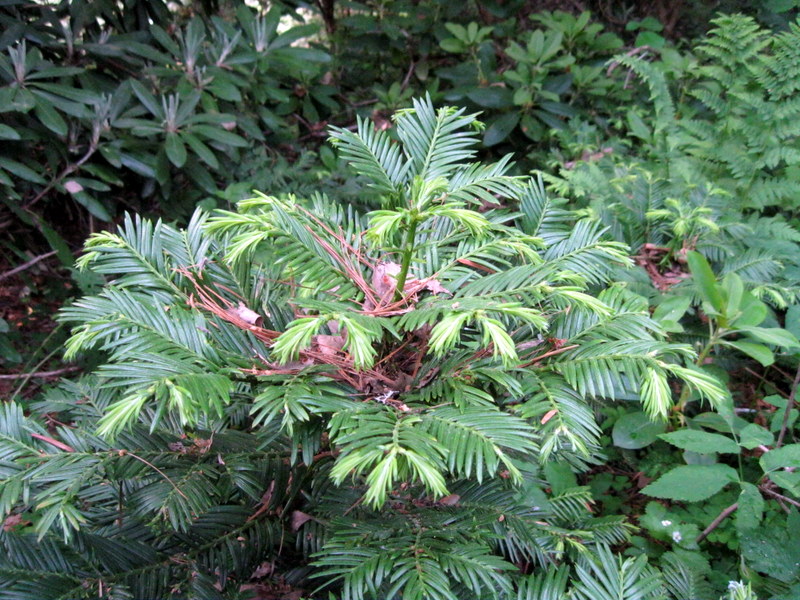 Image of Cephalotaxus harringtonia var. drupacea specimen.