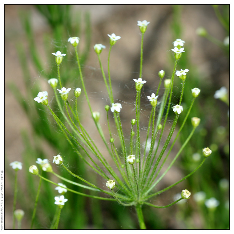 Image of Androsace filiformis specimen.