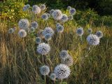 Echinops sphaerocephalus